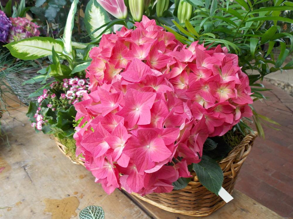 Photo of Hydrangea 'Red Beauty' uploaded by Paul2032