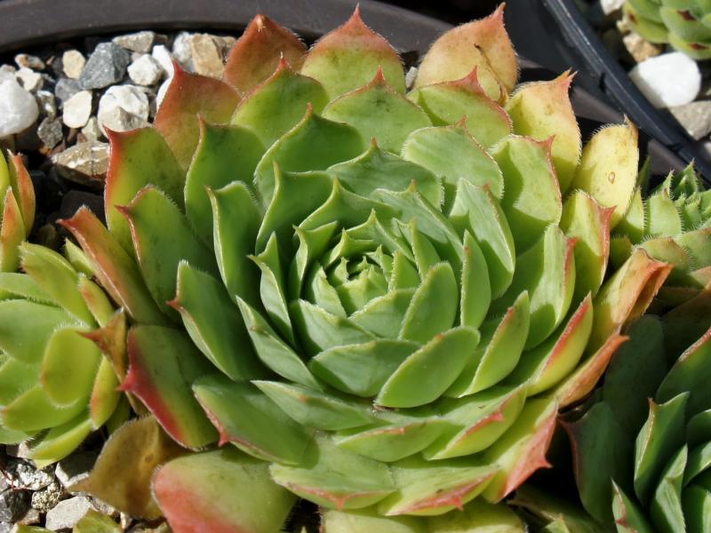 Photo of Hen and Chicks (Sempervivum 'Emerald Giant') uploaded by banker07