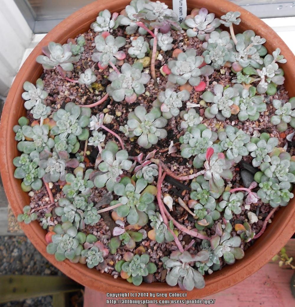 Photo of Stonecrop (Sedum spathulifolium subsp. pruinosum 'Cape Blanco') uploaded by gg5