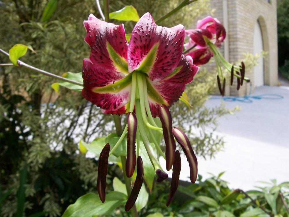 Photo of Lily (Lilium 'Black Beauty') uploaded by gwhizz