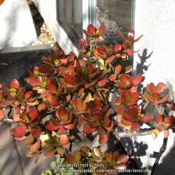 Location: At our garden - San Joaquin County, CA
Date: 2014-01-24
Our jade plant this winter - 24Jan2014