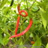 Kung Pao These large, fast growing 3ft tall plants are loaded wit