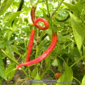 Kung Pao These large, fast growing 3ft tall plants are loaded wit