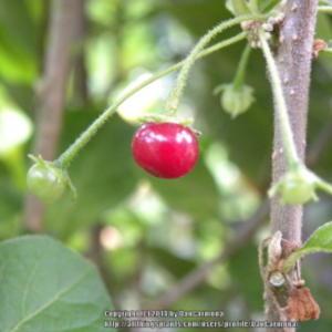 A very exotic and rare wild pepper bearing tiny, pea size red fru