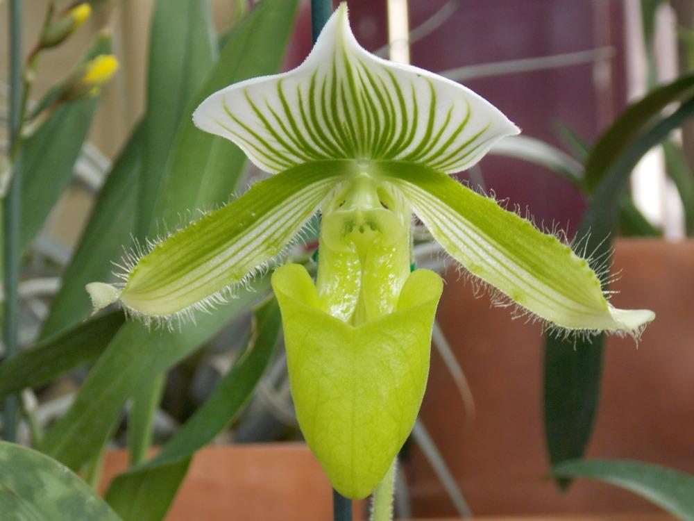 Photo of Slipper Orchid (Paphiopedilum) uploaded by Paul2032