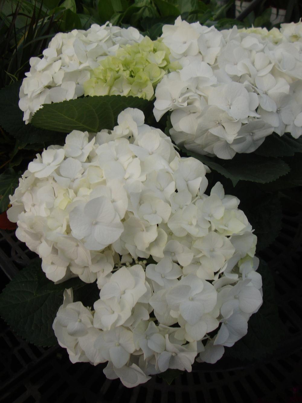 Photo of Mophead Hydrangea (Hydrangea macrophylla 'White Robe') uploaded by Paul2032