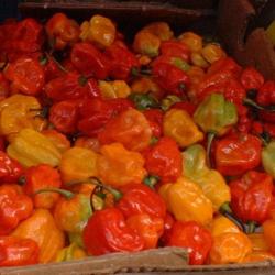
Hot peppers (Scotch bonnet peppers) taken in Brixton market by C 