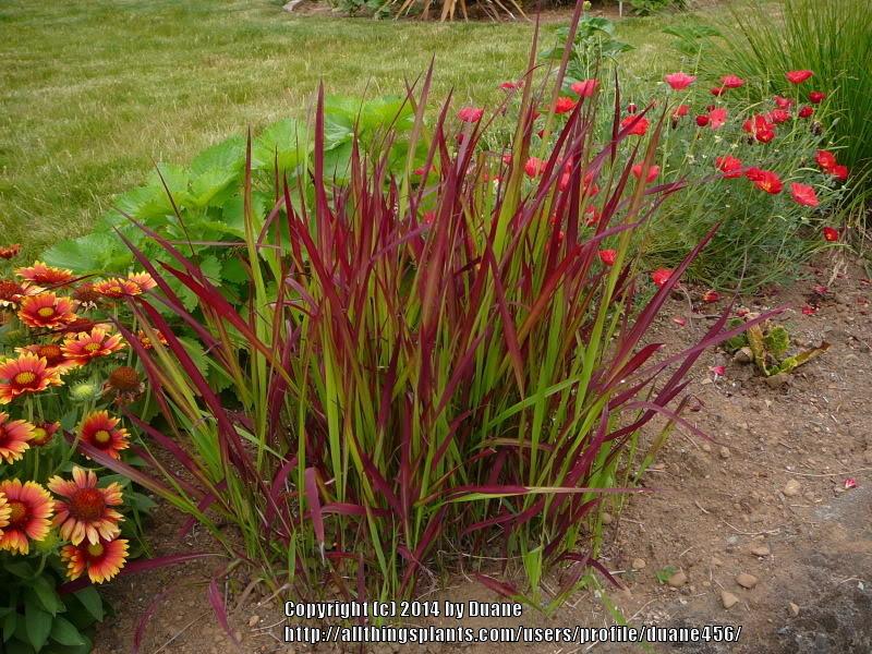 Photo of Japanese Blood Grass (Imperata cylindrica) uploaded by duane456