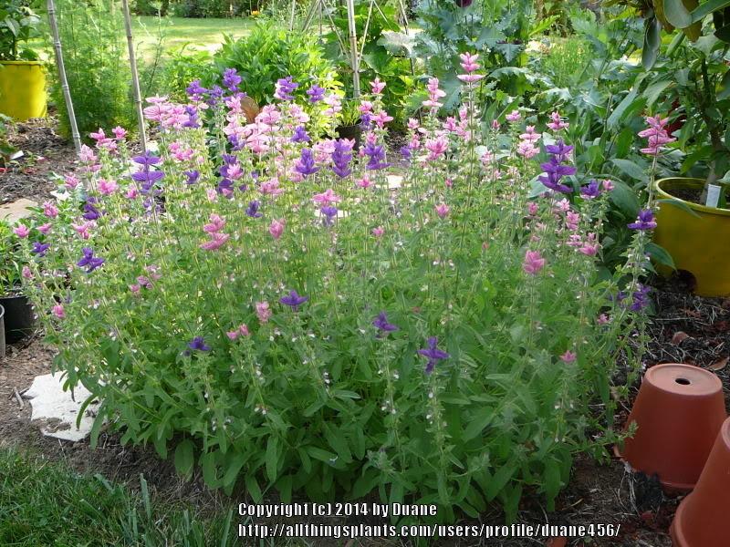 Photo of Clary Sage (Salvia viridis 'Marble Arch Mix') uploaded by duane456