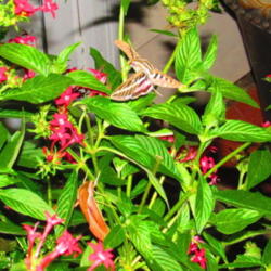 Location: central Illinois
Date: 2012-10-03
2 types of Sphinx moths (Hummingbird Moth)