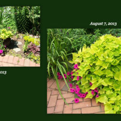 Location: Terrace garden left side.
Date: 2013-08-20
Grows fast - see dates on collage.