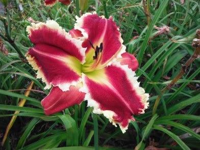 Photo of Daylily (Hemerocallis 'Armed to the Teeth') uploaded by vic