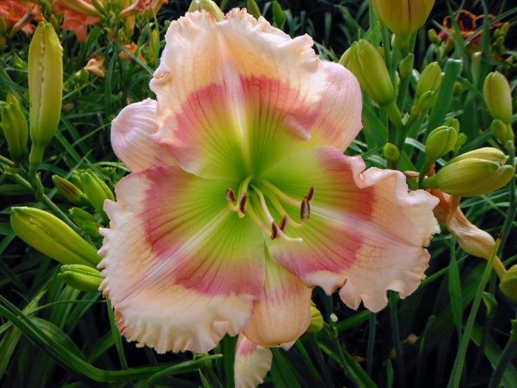 Photo of Daylily (Hemerocallis 'Wings over the Rainbow') uploaded by vic