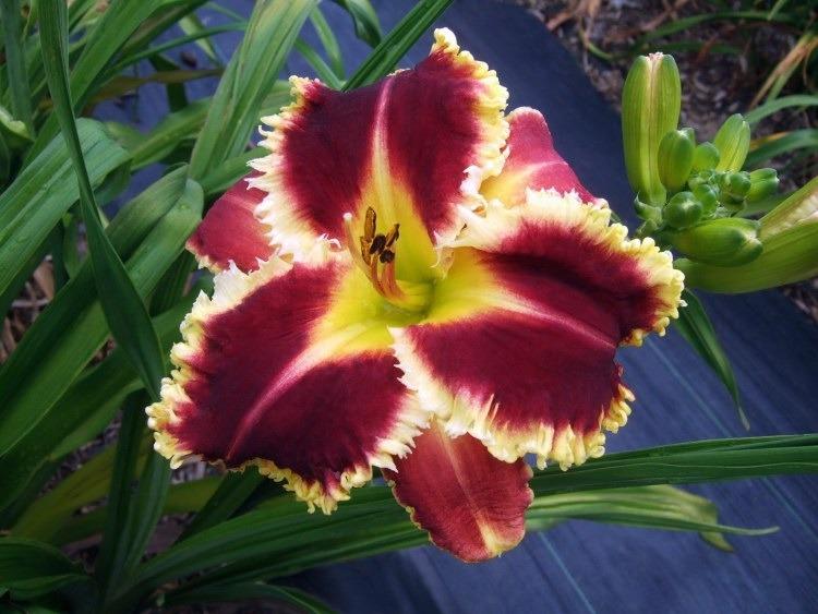 Photo of Daylily (Hemerocallis 'Armed to the Teeth') uploaded by vic