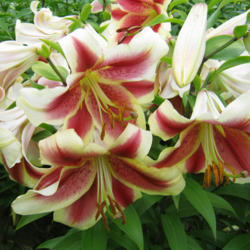 
Photo courtesy of B&D Lilies