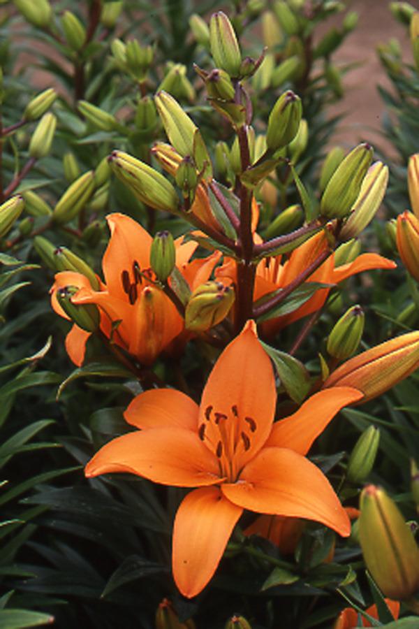 Photo of Lily (Lilium 'Brunello') uploaded by Calif_Sue