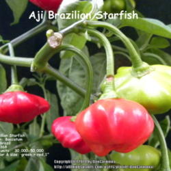 Location: Zone 5 Indiana
Date: 2014-01-27
Aji Brazilian Starfish A much sort after and very unusual variety