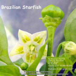 Location: Zone 5 Indiana
Date: 2014-01-27
Aji Brazilian Starfish  Flower shape & size:  erect,rotate,14mm