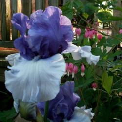 Location: Southeast Indiana
Date: May
Tall bearded iris 'Crowned Heads'