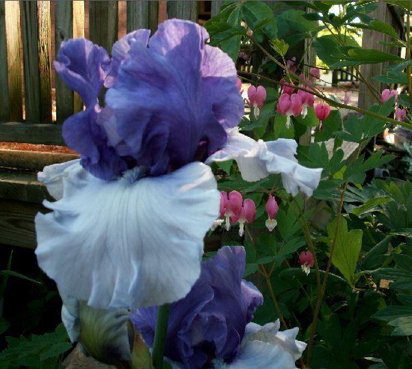 Photo of Tall Bearded Iris (Iris 'Crowned Heads') uploaded by diggit