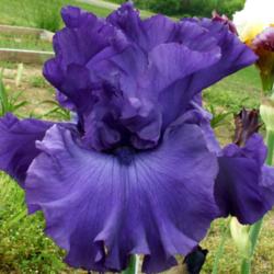 Location: Southeast Indiana
Date: May
Tall bearded iris 'Magheralin'