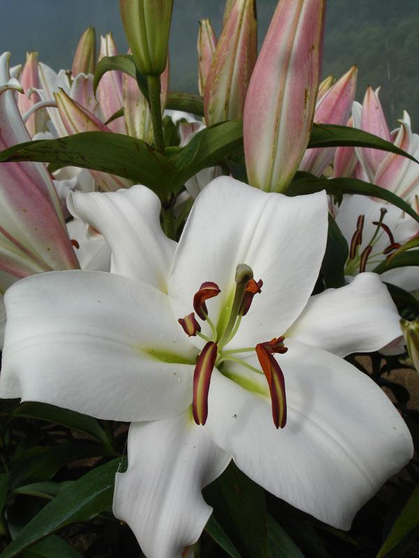 Photo of Lily (Lilium 'Zambesi') uploaded by Calif_Sue