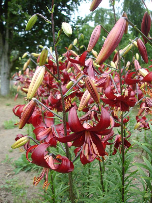 Photo of Lily (Lilium 'Red Velvet') uploaded by Calif_Sue