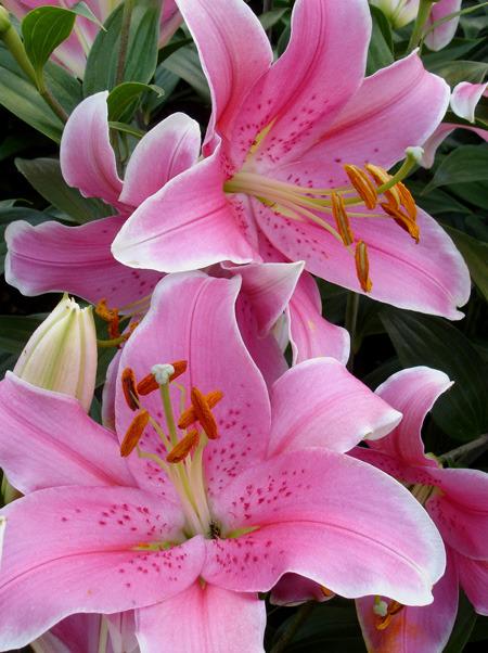Photo of Lily (Lilium 'Sorbonne') uploaded by Calif_Sue