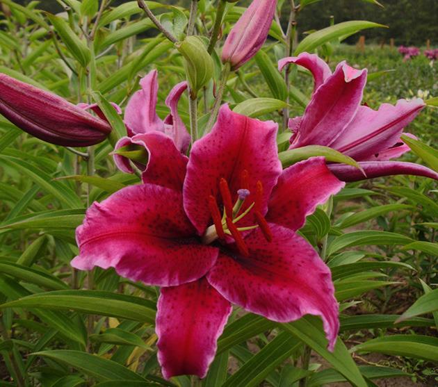 Photo of Lily (Lilium Rio Negro) uploaded by Calif_Sue