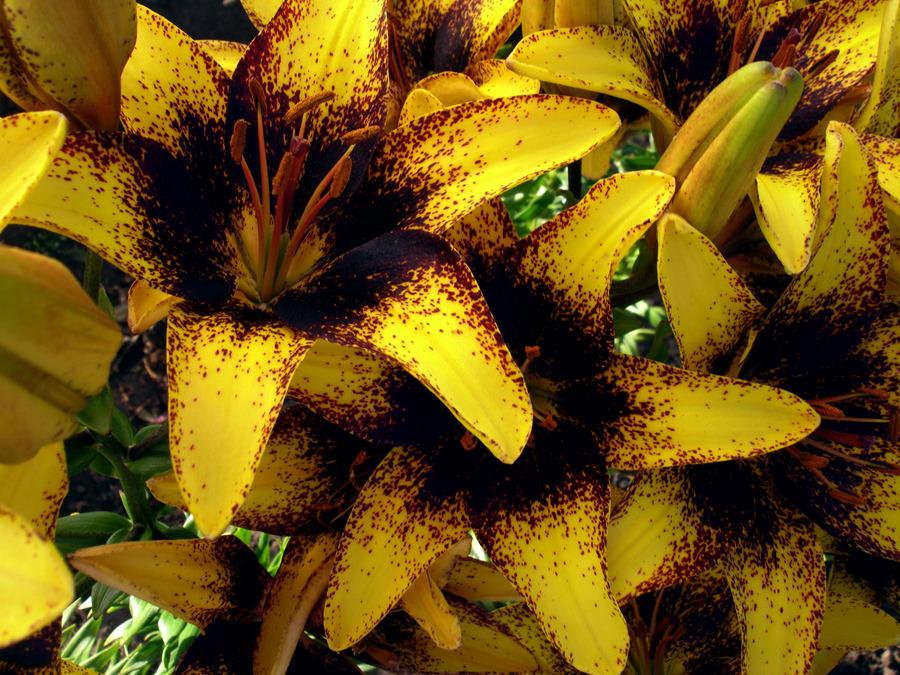 Photo of Lily (Lilium 'Tigerplay') uploaded by Calif_Sue