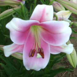 
Photo courtesy of B&D Lilies