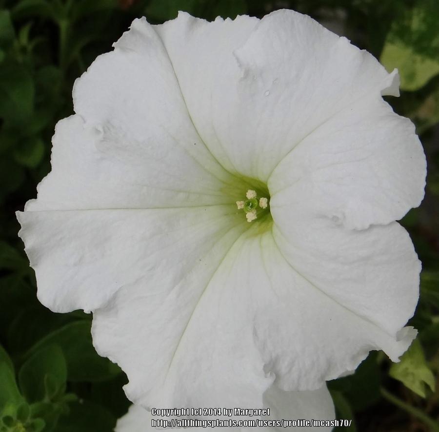 Photo of Multiflora Spreading/Trailing Petunia (Petunia Easy Wave® White) uploaded by mcash70