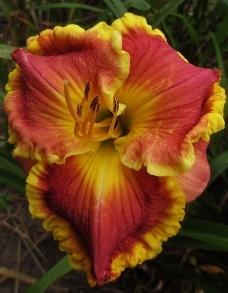 Photo of Daylily (Hemerocallis 'Westbourne Falling in Love') uploaded by vic