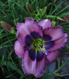 Photo of Daylily (Hemerocallis 'Westbourne Blue with Envy') uploaded by vic
