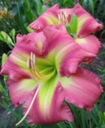 Photo of Daylily (Hemerocallis 'Westbourne Stepping Out') uploaded by vic