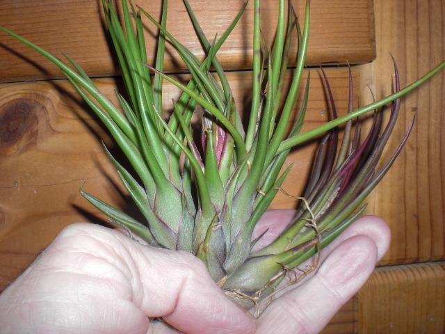 Photo of Air Plant (Tillandsia 'Showtime') uploaded by Cahac