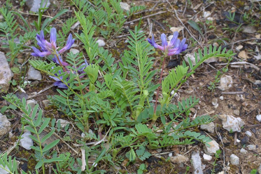 Photo of Pynes' Ground Plum (Astragalus bibullatus) uploaded by SongofJoy