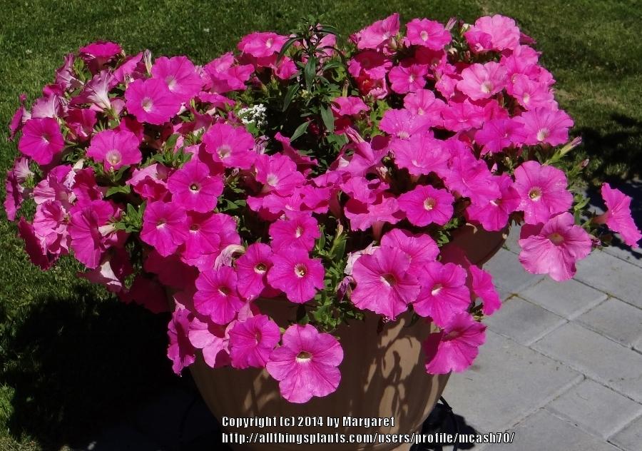 Photo of Multiflora Spreading/Trailing Petunia (Petunia Easy Wave® Pink ) uploaded by mcash70