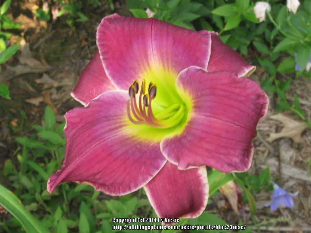 Photo of Daylily (Hemerocallis 'Law and Order') uploaded by blue23rose