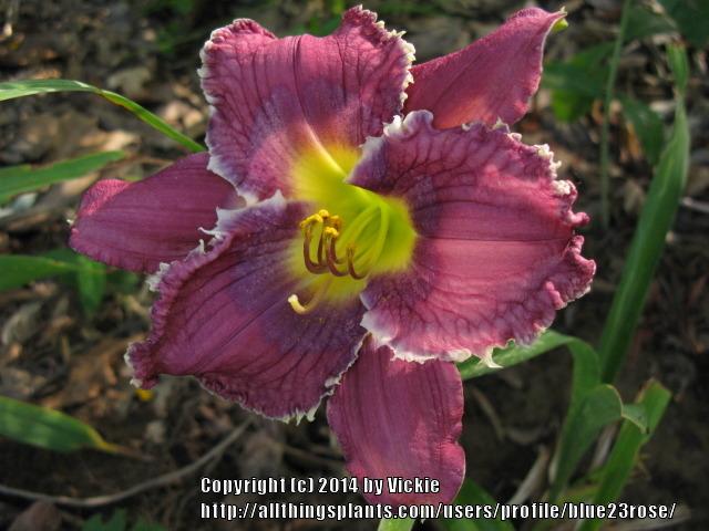 Photo of Daylily (Hemerocallis 'Violet Victory') uploaded by blue23rose