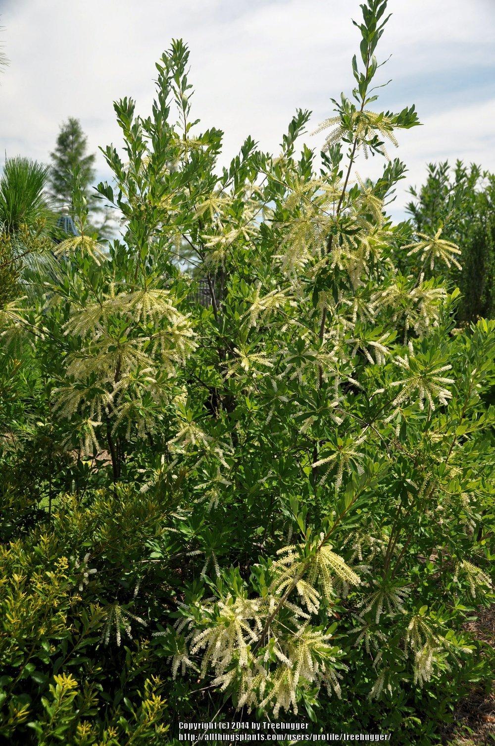 Photo of Leatherwood (Cyrilla racemiflora) uploaded by treehugger