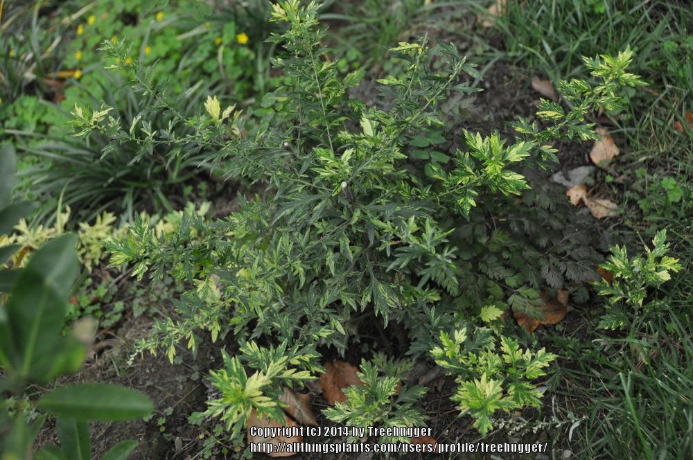 Photo of Variegated Mugwort (Artemisia vulgaris Oriental Limelight) uploaded by treehugger
