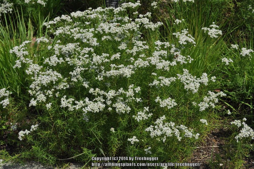 Photo of Narrowleaf Mountain Mint (Pycnanthemum tenuifolium) uploaded by treehugger