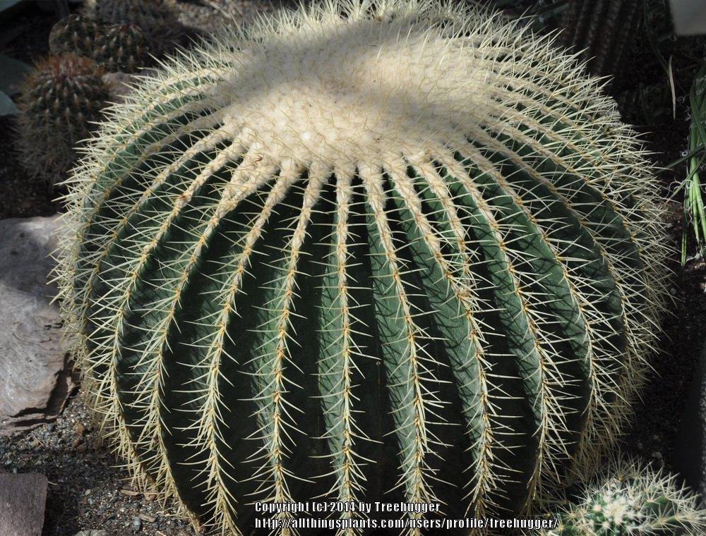 Photo of Golden Barrel Cactus (Kroenleinia grusonii) uploaded by treehugger