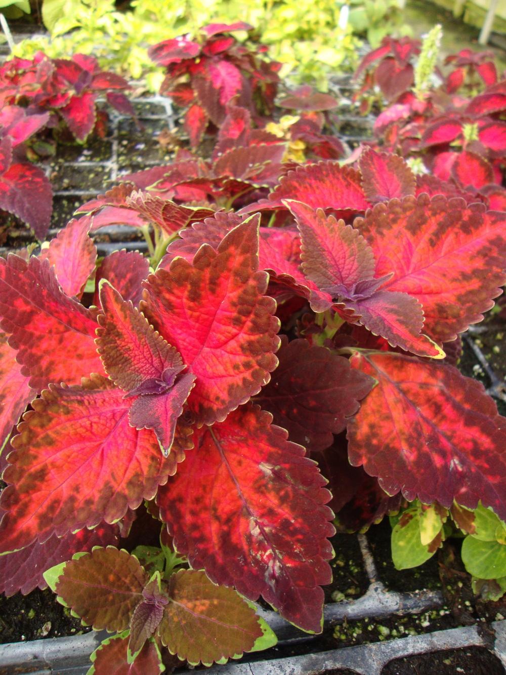 Photo of Coleus (Coleus scutellarioides ColorBlaze® Kingswood Torch) uploaded by Paul2032