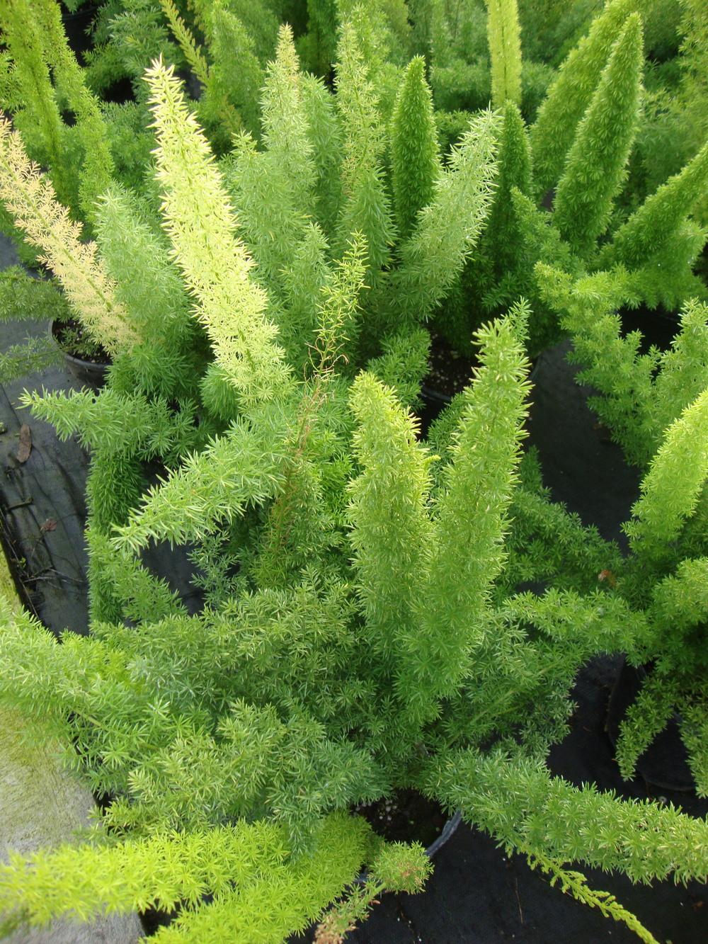 Photo of Foxtail Fern (Asparagus densiflorus 'Myers') uploaded by Paul2032