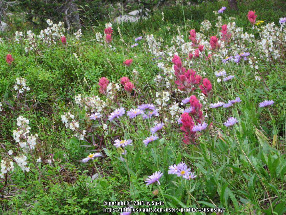 Photo of Alpine Paintbrush (Castilleja rhexifolia) uploaded by 4susiesjoy