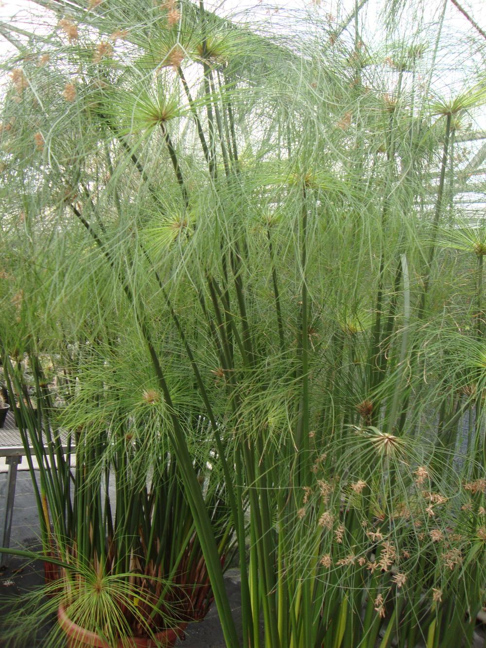 Photo of Papyrus (Cyperus papyrus Graceful Grasses® King Tut®) uploaded by Paul2032