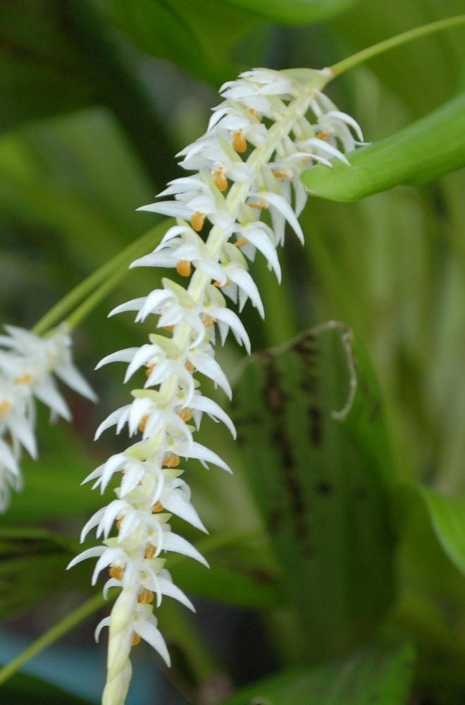 Photo of Hay-Scented Orchid (Coelogyne glumacea) uploaded by Ursula