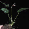 eMonocot Team Anubias barteri var. barteri CATE Araceae http://ar